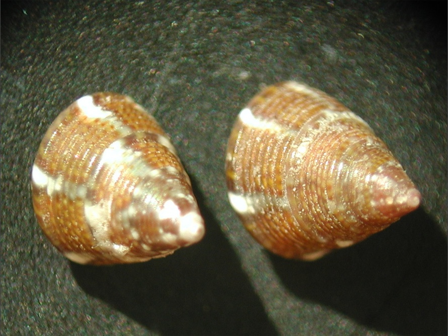 Jujubinus gravinae